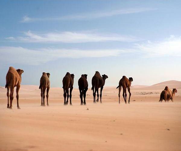 With giant swabs and grumpy camels, Kenya hunts for next deadly virus