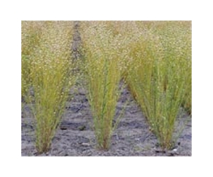 One Billion Gallons In Camelina Biofuel By 2025