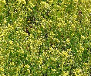 Canadian scientists unravel camelina biofuel genome