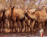 Space tech provides Africa's first Islamic insurance for herders
