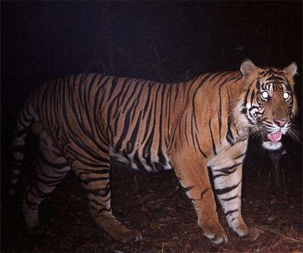 Sumatran tiger captured in Indonesia after second human attack