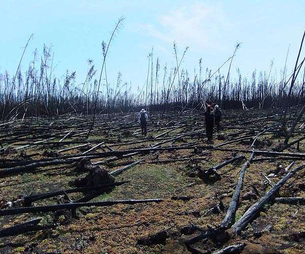 Climate change driving unprecedented forest fire loss