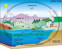 Sensitivity of carbon cycle to tropical temperature variations has doubled