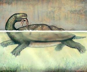 Ancient giant turtle fossil revealed