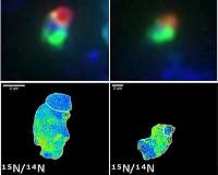 Ocean fertilization by unusual microbes extends to frigid waters of Arctic Ocean