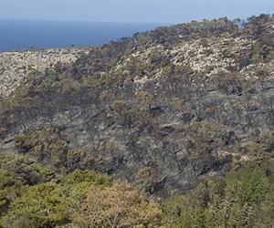 Burnt Israel forest faces long recovery: experts