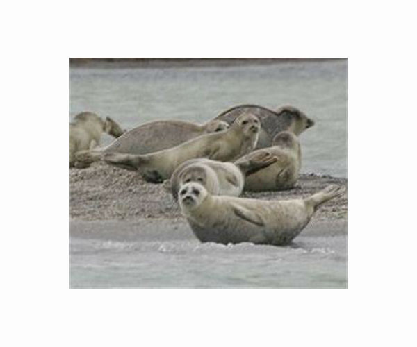 Climate change, human activity behind mass deaths of rare seals: Kazakhstan