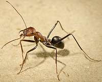Ants stomp, termites tiptoe: Predator detection by a cryptic prey
