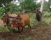 Ancient African herders had lasting ecological impact on grazed lands