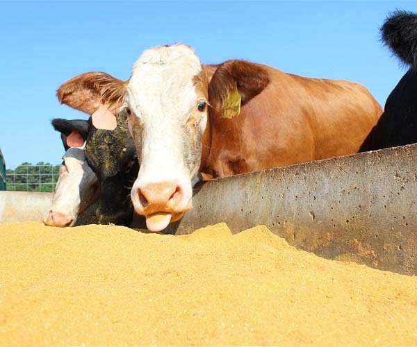 Animal-based food generates nearly twice the emissions as plant