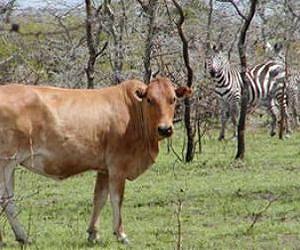 DNA traces cattle back to a small herd domesticated around 10,500 years ago