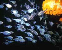 Researchers Untangle Nature Of Regressive Evolution In Cavefish