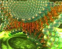 Novel device images minute forces in cell membrane hemifusion