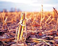 Dartmouth Researchers Advance Cellulosic Ethanol Production