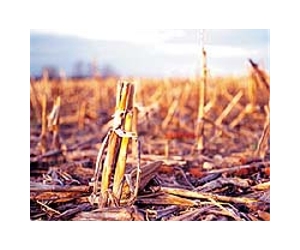 Boosting Galactan Sugars Could Boost Biofuel Production