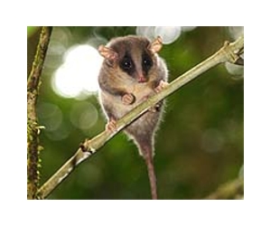 Scientists discover 200 new species in remote PNG