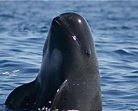 Environmentalists attacked on Mexico porpoise patrol
