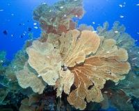 Marine reserves are essential, but increasingly stressed