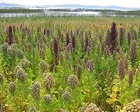 Subtropical Cornwall climate could mean exotic new crops