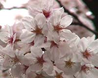 Weatherman All Apologies After Bug Uncovered In Annual Japanese Cherry Season Forecast
