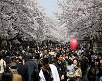 'Joy of spring': Japan fetes cherry blossoms despite virus