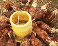 No sign of health or nutrition problems from GMO livestock feed