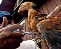 China seeks to ease fears over bird flu threat