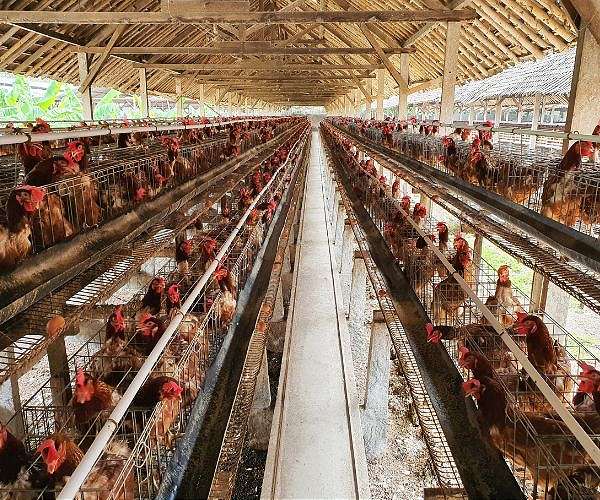 Can factory chicken really help save the climate?
