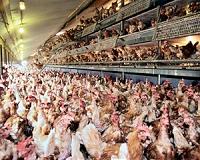 S. Korea expands cull to contain bird flu