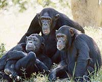 A Tiny Ancestral Remnant Lends Developmental Edge To Humans