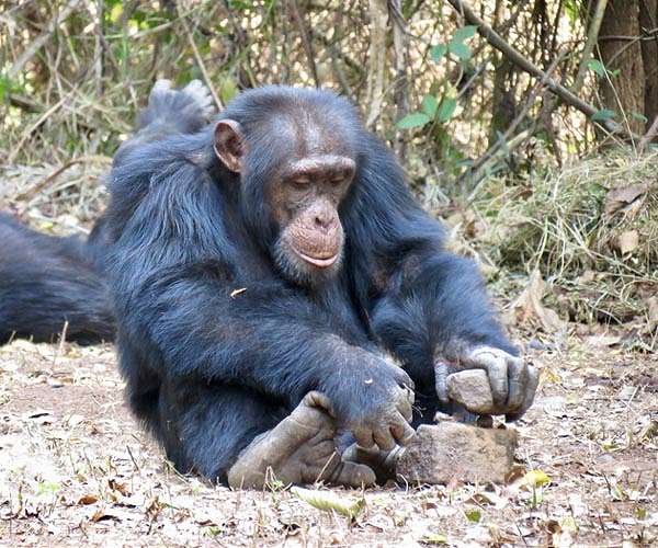 In remote Senegal, chimp researchers escape gold mines' perils