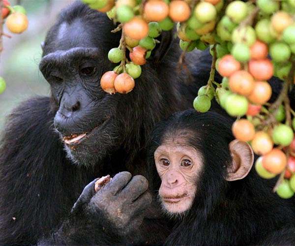 Cognitive elements of language have existed for 40 million years