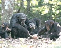 Mothers dictate lifelong grooming habits in chimps