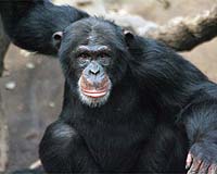 Fair Play In Chimpanzees