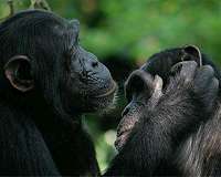 In the wild, chimpanzees are more motivated to cooperate than bonobos