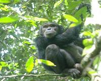 Chimps alarm their friends when poisonous snakes are nearby