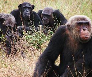 The way to a chimpanzee's heart is through its stomach