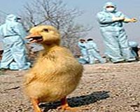 China reports good progress in human bird flu vaccine