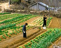Chinese farmers offered subsidised TVs, mobile phones: report