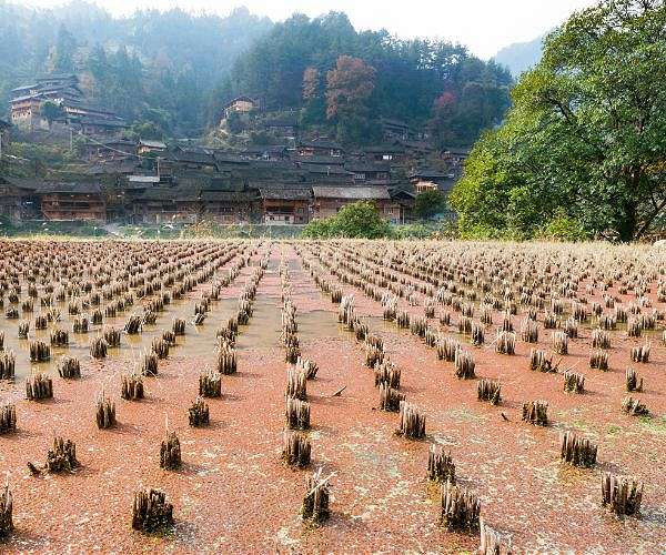 Tourism, heat cut Japan rice inventory to 21st century low
