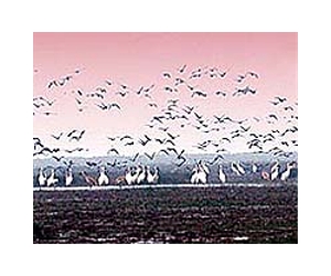 Sweden's Lake Hornborga, giant stop for migrating cranes