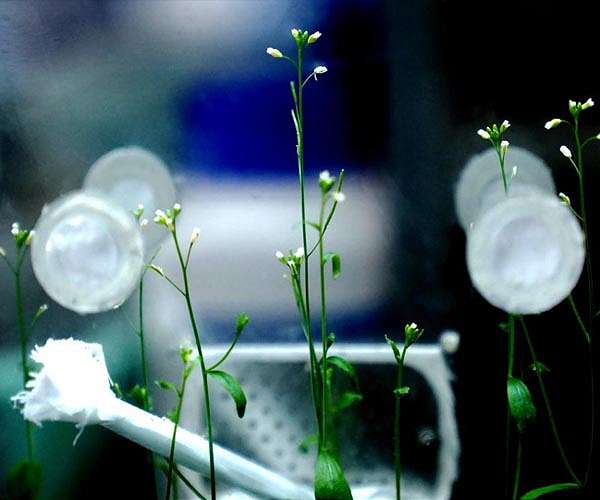 Plant growth in China's space lab in good condition