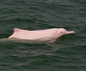 Hong Kong dolphin numbers dwindling quickly