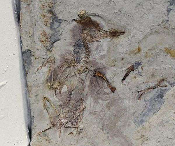 Fossil bird shows fatal stone-filled throat and hints of dinosaur bird survival story