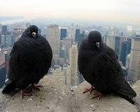 Suburban birds angrier, more agressive than their rural peers