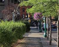 Urban trees are growing faster than their rural peers