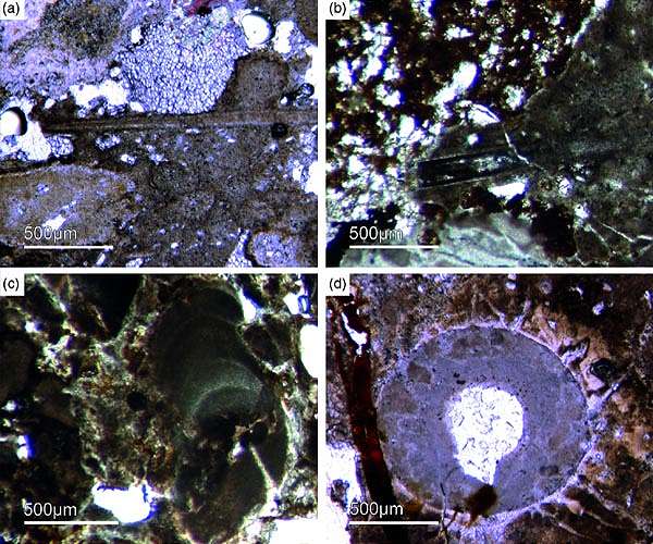 The oldest mineralized sponges in the world found in Ciudad Real