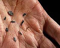 Some tree seeds are longtime survivors