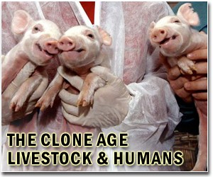 China clones woollier cashmere goats