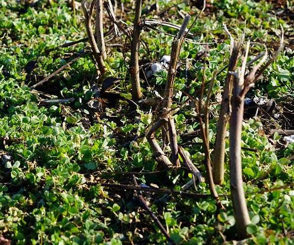 Discovery paves way for more sustainable crop cultivation methods